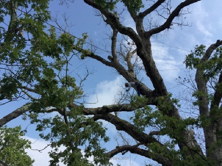 Historic Tree Care, 2016 