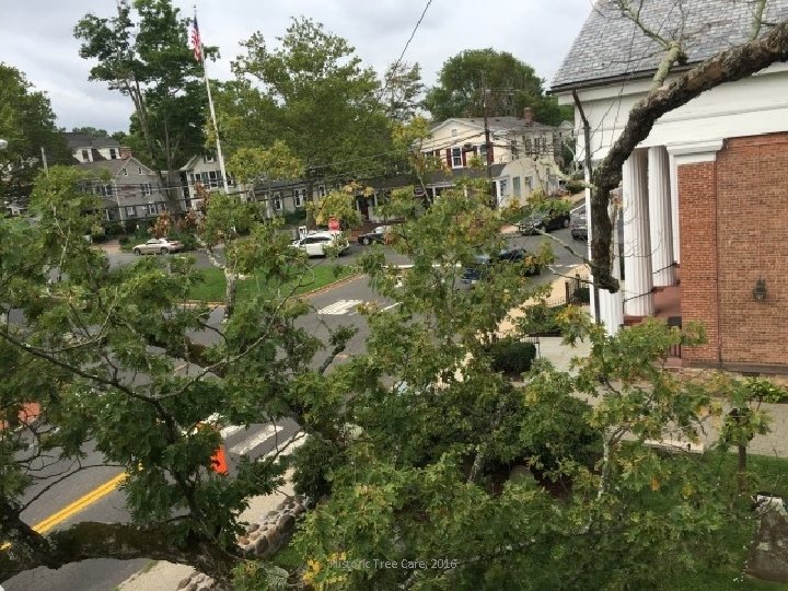 Historic Tree Care, 2016 