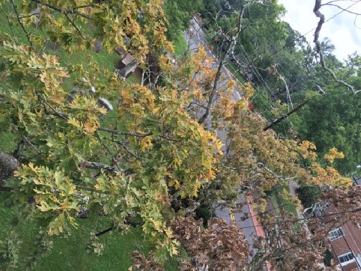 Historic Tree Care, 2016 