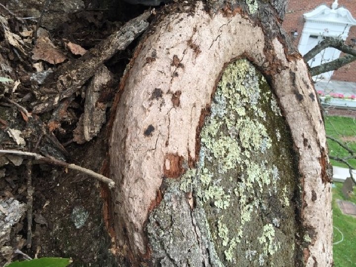 Historic Tree Care, 2016 