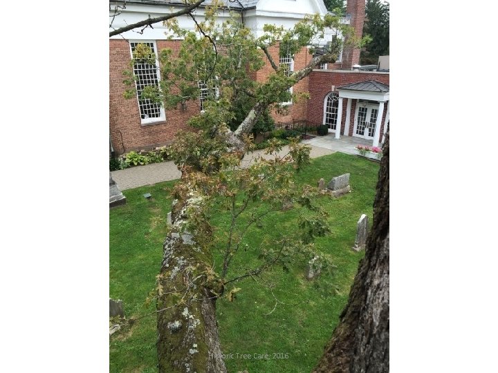 Historic Tree Care, 2016 