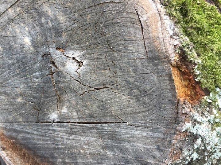 Historic Tree Care, 2016 