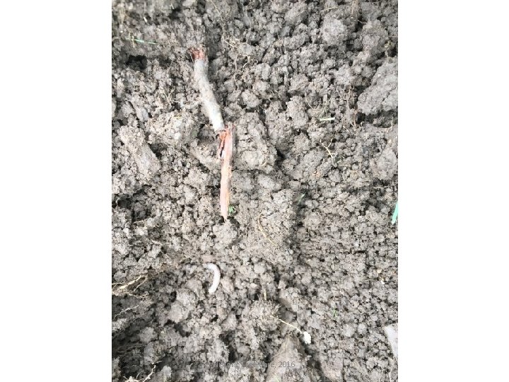 Historic Tree Care, 2016 