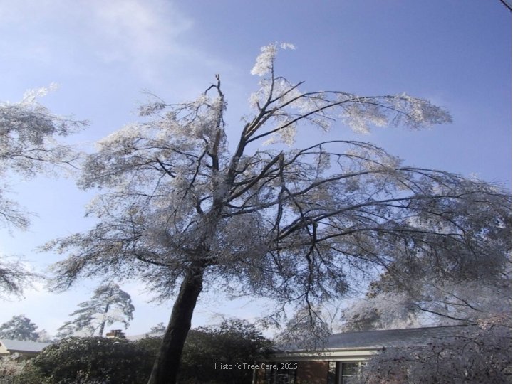 Historic Tree Care, 2016 