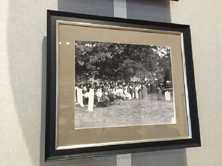 Historic Tree Care, 2016 