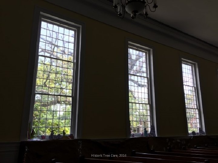 Historic Tree Care, 2016 