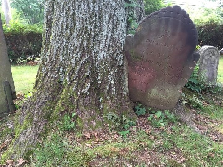 Historic Tree Care, 2016 