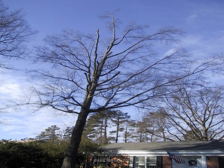 Historic Tree Care, 2016 