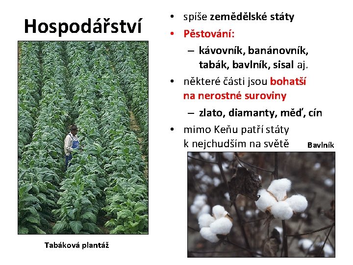 Hospodářství Tabáková plantáž • spíše zemědělské státy • Pěstování: – kávovník, banánovník, tabák, bavlník,