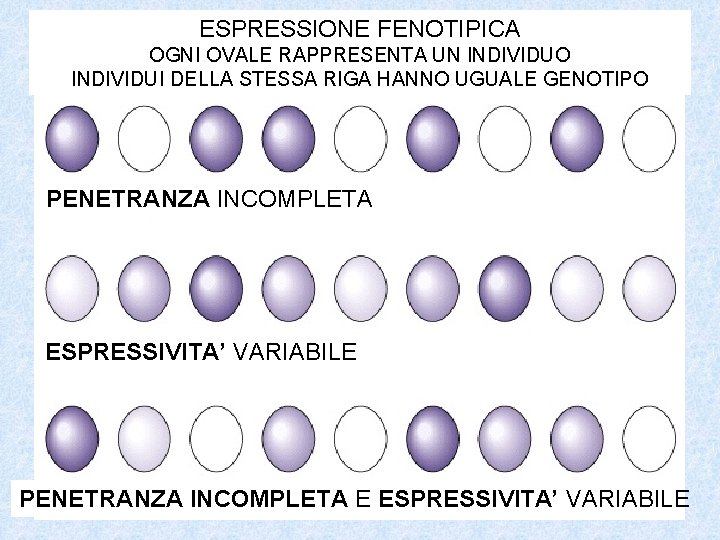 ESPRESSIONE FENOTIPICA OGNI OVALE RAPPRESENTA UN INDIVIDUO INDIVIDUI DELLA STESSA RIGA HANNO UGUALE GENOTIPO