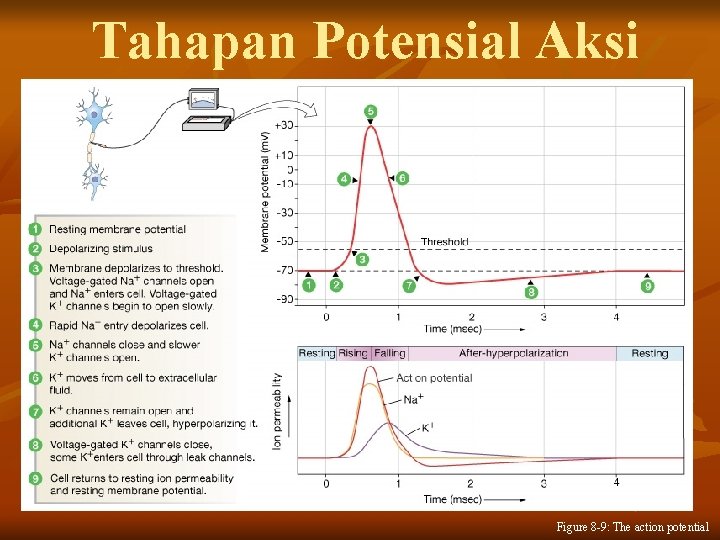 Tahapan Potensial Aksi Figure 8 -9: The action potential 