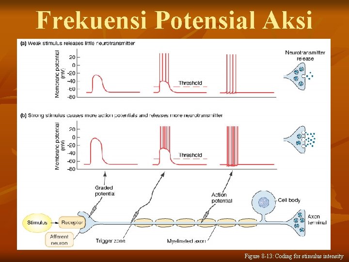 Frekuensi Potensial Aksi Figure 8 -13: Coding for stimulus intensity 