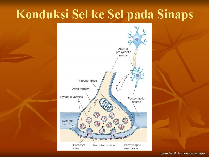 Konduksi Sel ke Sel pada Sinaps Figure 8 -19: A chemical synapse 