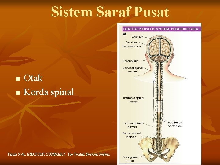 Sistem Saraf Pusat n n Otak Korda spinal Figure 9 -4 a: ANATOMY SUMMARY: