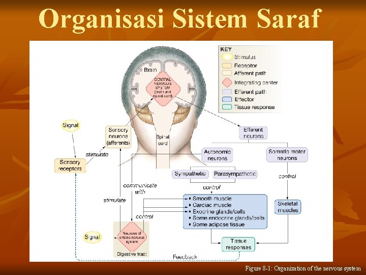 Organisasi Sistem Saraf Figure 8 -1: Organization of the nervous system 