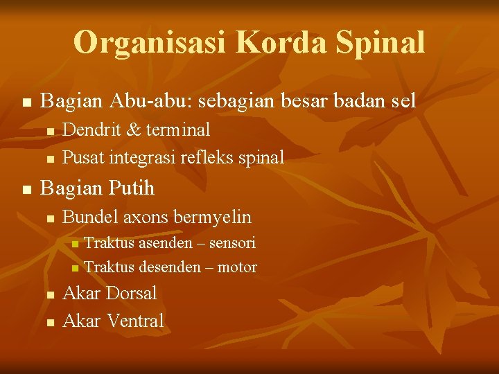 Organisasi Korda Spinal n Bagian Abu-abu: sebagian besar badan sel n n n Dendrit