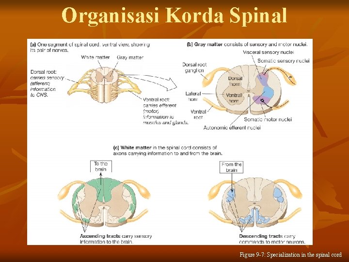 Organisasi Korda Spinal Figure 9 -7: Specialization in the spinal cord 