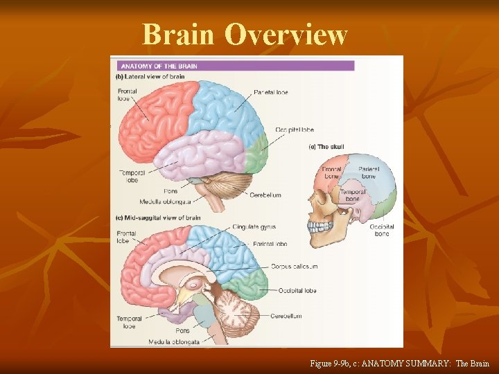 Brain Overview Figure 9 -9 b, c: ANATOMY SUMMARY: The Brain 