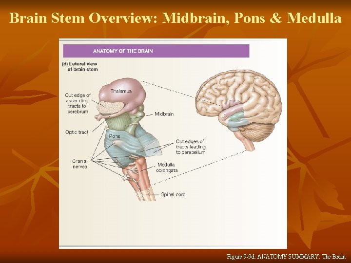 Brain Stem Overview: Midbrain, Pons & Medulla Figure 9 -9 d: ANATOMY SUMMARY: The