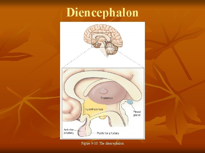 Diencephalon Figure 9 -10: The diencephalon 