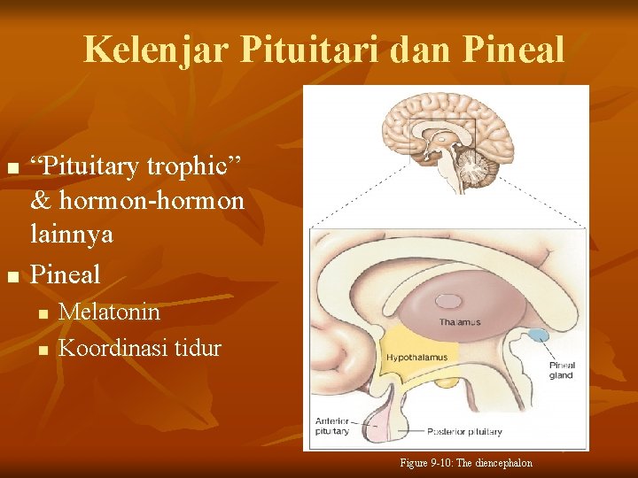 Kelenjar Pituitari dan Pineal n n “Pituitary trophic” & hormon-hormon lainnya Pineal n n