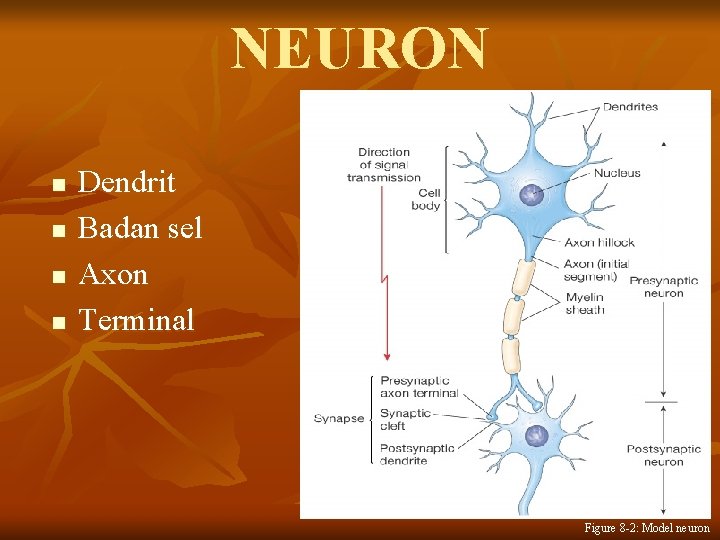 NEURON n n Dendrit Badan sel Axon Terminal Figure 8 -2: Model neuron 