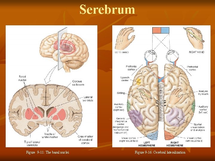 Serebrum Figure 9 -11: The basal nuclei Figure 9 -16: Cerebral lateralization 
