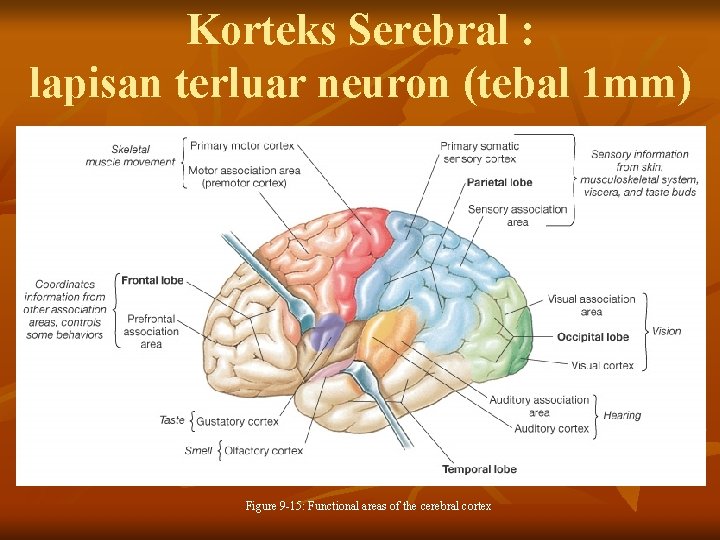 Korteks Serebral : lapisan terluar neuron (tebal 1 mm) Figure 9 -15: Functional areas