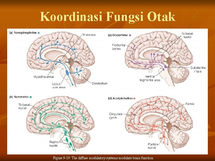 Koordinasi Fungsi Otak Figure 9 -19: The diffuse modulatory systems modulate brain function 
