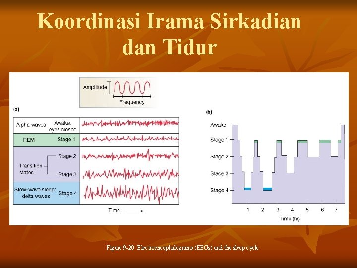 Koordinasi Irama Sirkadian dan Tidur Figure 9 -20: Electroencephalograms (EEGs) and the sleep cycle