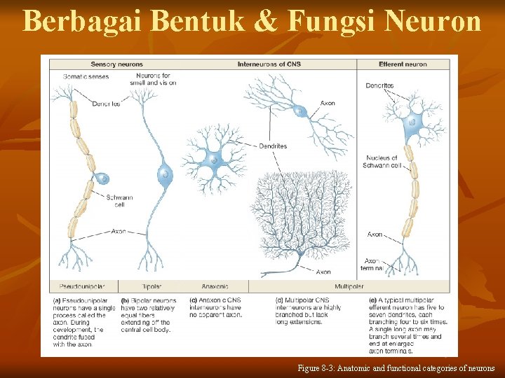 Berbagai Bentuk & Fungsi Neuron Figure 8 -3: Anatomic and functional categories of neurons