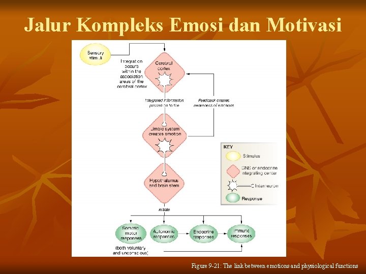 Jalur Kompleks Emosi dan Motivasi Figure 9 -21: The link between emotions and physiological