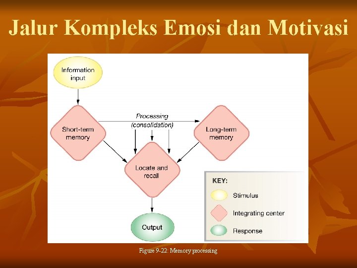 Jalur Kompleks Emosi dan Motivasi Figure 9 -22: Memory processing 