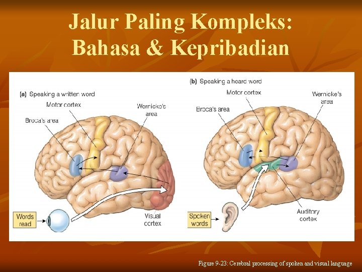 Jalur Paling Kompleks: Bahasa & Kepribadian Figure 9 -23: Cerebral processing of spoken and