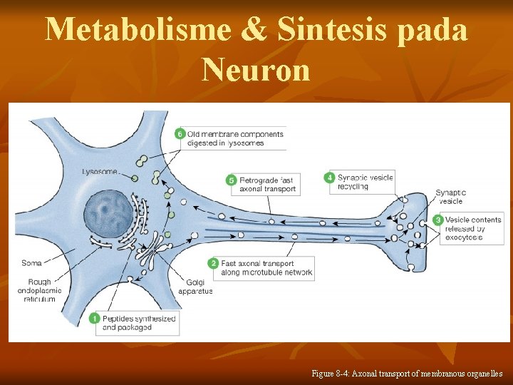 Metabolisme & Sintesis pada Neuron Figure 8 -4: Axonal transport of membranous organelles 