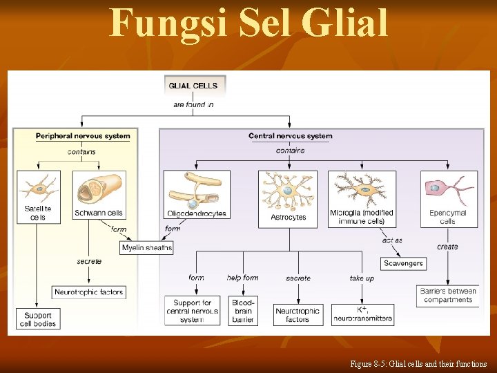 Fungsi Sel Glial Figure 8 -5: Glial cells and their functions 