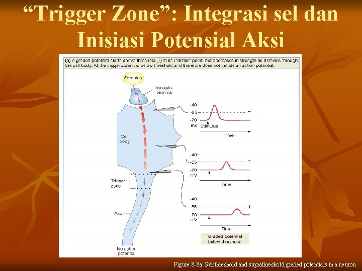 “Trigger Zone”: Integrasi sel dan Inisiasi Potensial Aksi Figure 8 -8 a: Subthreshold and