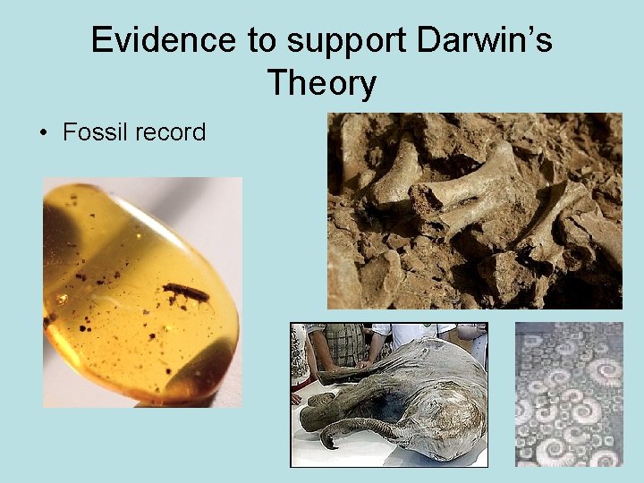 Evidence to support Darwin’s Theory • Fossil record 