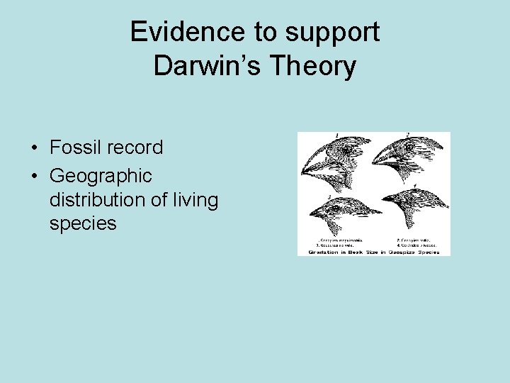 Evidence to support Darwin’s Theory • Fossil record • Geographic distribution of living species