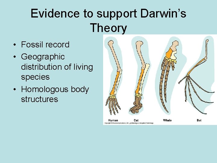 Evidence to support Darwin’s Theory • Fossil record • Geographic distribution of living species
