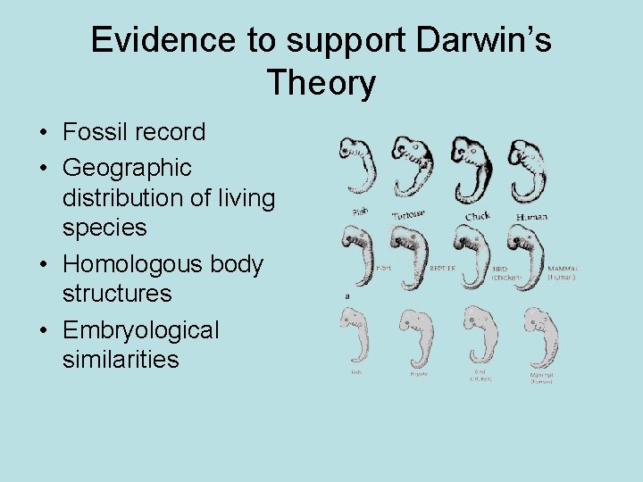 Evidence to support Darwin’s Theory • Fossil record • Geographic distribution of living species