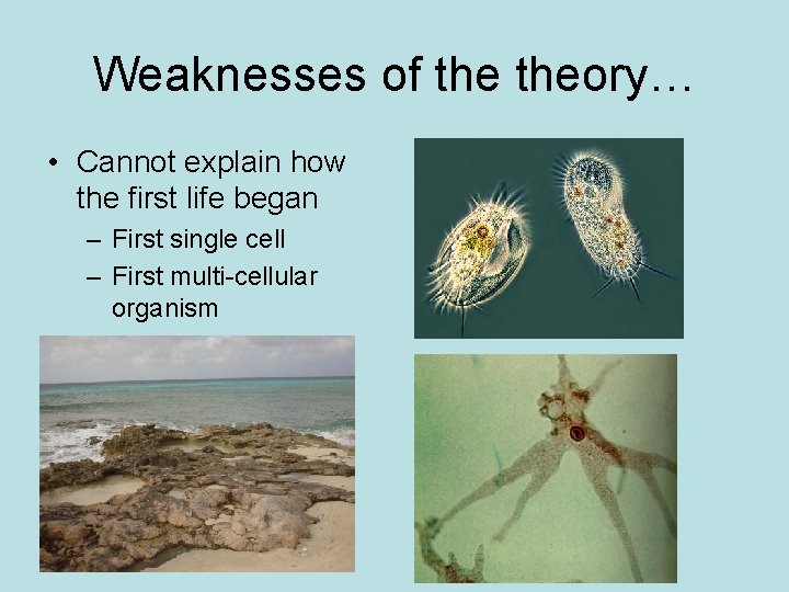 Weaknesses of theory… • Cannot explain how the first life began – First single