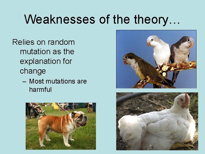 Weaknesses of theory… Relies on random mutation as the explanation for change – Most