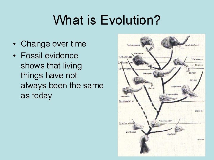 What is Evolution? • Change over time • Fossil evidence shows that living things
