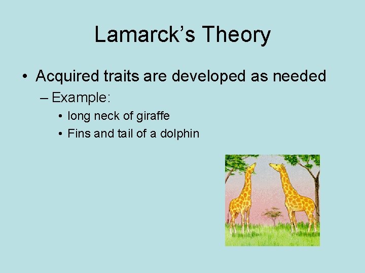 Lamarck’s Theory • Acquired traits are developed as needed – Example: • long neck