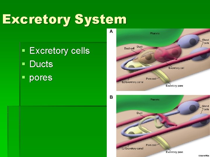 Excretory System § § § Excretory cells Ducts pores Excretory System § § § Excretory cells Ducts pores
