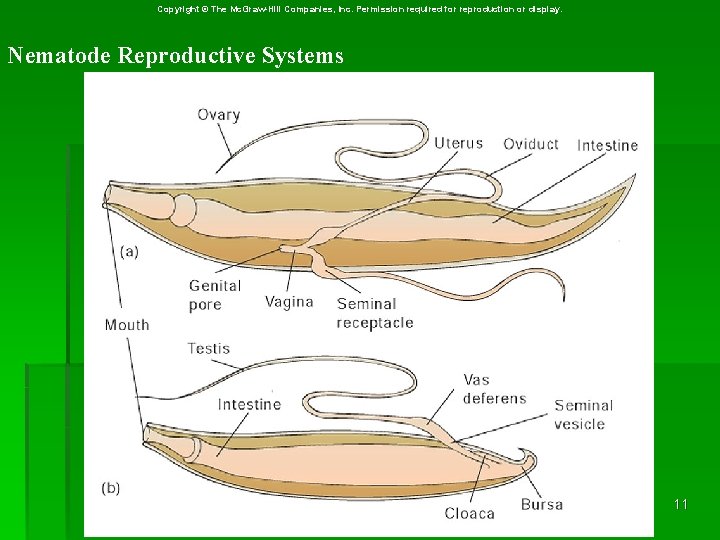 Copyright © The Mc. Graw-Hill Companies, Inc. Permission required for reproduction or display. Nematode Copyright © The Mc. Graw-Hill Companies, Inc. Permission required for reproduction or display. Nematode