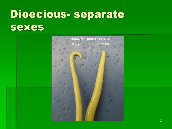Dioecious- separate sexes 12 Dioecious- separate sexes 12