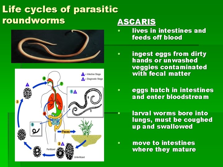 Life cycles of parasitic roundworms ASCARIS • lives in intestines and feeds off blood Life cycles of parasitic roundworms ASCARIS • lives in intestines and feeds off blood