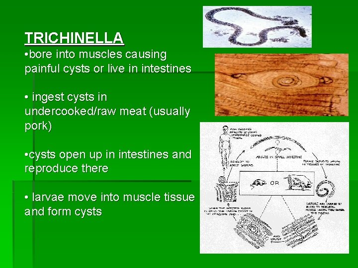TRICHINELLA • bore into muscles causing painful cysts or live in intestines • ingest TRICHINELLA • bore into muscles causing painful cysts or live in intestines • ingest